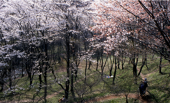 都立滝山自然公園